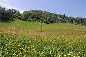 20 Prati fioriti sotto la cima di Tisa